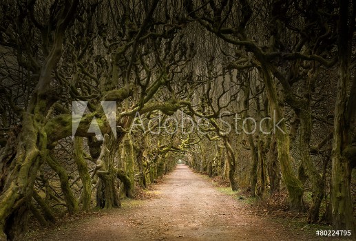 Picture of Mystische Allee mit knorrigen Bumen im Dmmerlicht